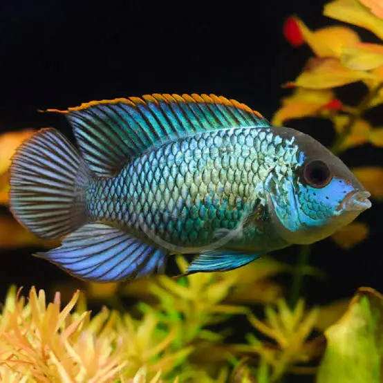 Blue Acara (Andinoacara pulcher) - En Renkli Balık Türü